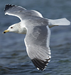 Larus armenicus